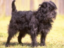 affenpinscher_20211127_1707883043